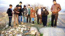 Çizgili Sırtlan otomobil çarpması sonucu öldü