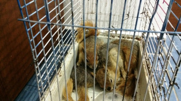 Sincap satmak isteyenlere ceza