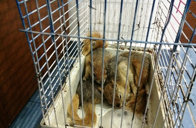 Sincap satmak isteyenlere ceza