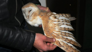 Nesli tükenmek üzere olan paçalı baykuş bulundu