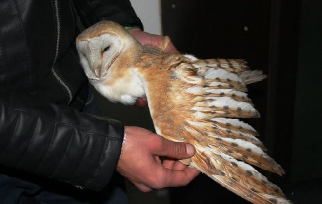 Nesli tükenmek üzere olan paçalı baykuş bulundu