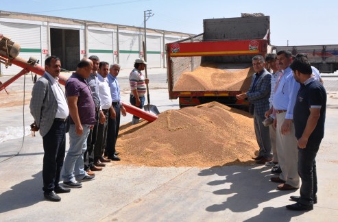 Kırmızı mercimek hasadı başladı