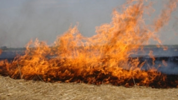 Anız yakmak çevreye ve canlılara zarar veriyor