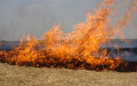 Anız yakmak çevreye ve canlılara zarar veriyor