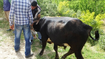 Büyükbaş hayvan hırsızları suçüstü yakalandı