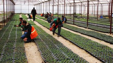 Halka ücretsiz 100 bin yerli sebze fidesi dağıtılacak