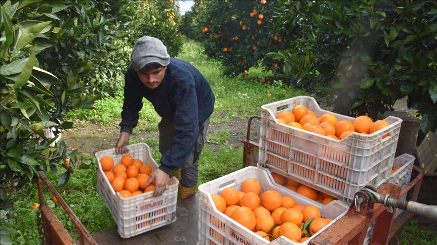 Boztepe Tarım İşletmesi Müdürlüğü, 2021 yılı istihsali 15.920 ağaç portakal