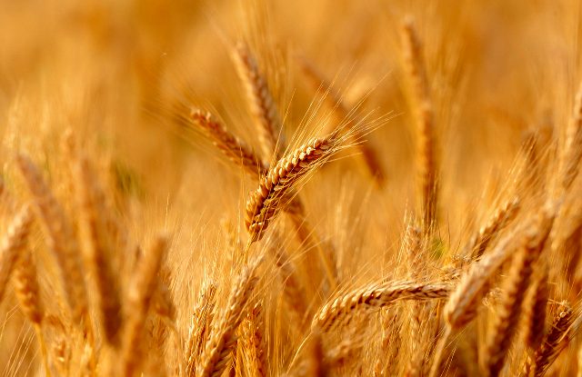 Antalya Batı Akdeniz Tarımsal Araştırma Enstitüsü Müdürlüğünden Buğday Satışı
