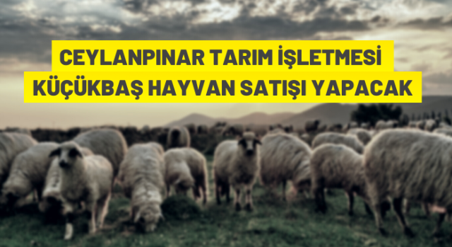 Tarım İşletmeleri Genel Müdürlüğü’ne bağlı Ceylanpınar Tarım İşletmesi Müdürlüğü 1200