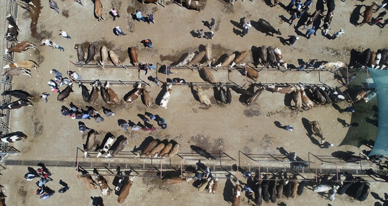 Veteriner hekimlerden kurbanlık alacaklara ‘küpe’ ve ‘pasaport’ uyarısı