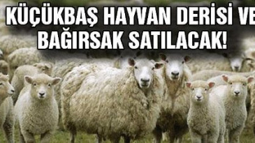 Hayvan derisi ve bağırsak satışı yapılacak