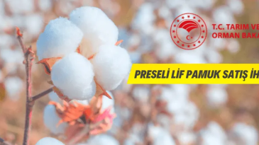 Preseli Lif Pamuk Satılacak
