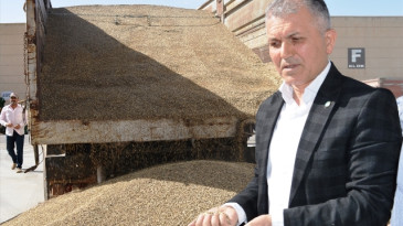 Sezonun ilk arpa hasadı