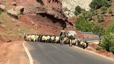 Göçerlerin yaylalara günler süren yolculuğu başladı