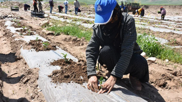 Dicle Nehri kenarındaki kullanılmayan arazide karpuz yetiştiriliyor