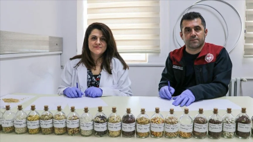 Köy köy gezerek 40 çeşit ata tohumuna ulaştılar