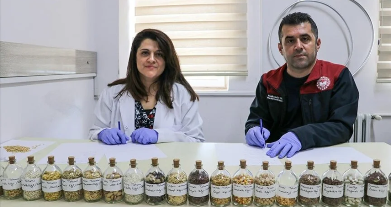 Köy köy gezerek 40 çeşit ata tohumuna ulaştılar