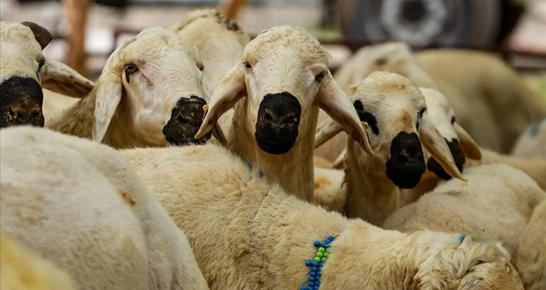 Türkiye Diyanet Vakfı, vekaletle kurban organizasyonunda deprem bölgesine öncelik verecek