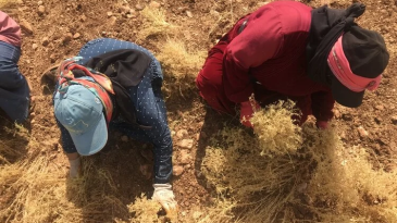 Kırmızı mercimek üretiminde yüksek rekolte beklentisi