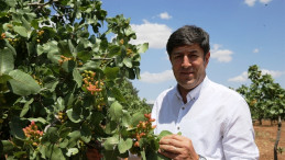 Bahar yağmurları fıstık rekoltesinde beklentiyi yükseltti