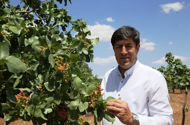 Bahar yağmurları fıstık rekoltesinde beklentiyi yükseltti