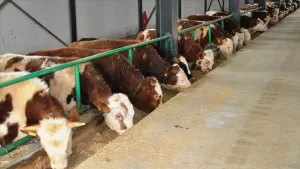 Tarım ve Orman Bakanlığı ile FAO tarafından başlatılan projesi ile