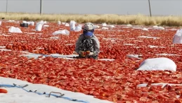 Kavurucu sıcaklıkta kurutmalık domates mesaisi başladı