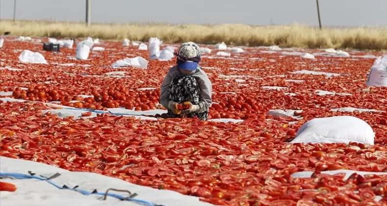 Kavurucu sıcaklıkta kurutmalık domates mesaisi başladı