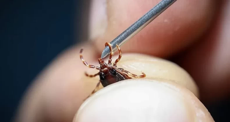 Enfeksiyon uzmanlarından “Keneye çıplak elle dokunmayın” uyarısı