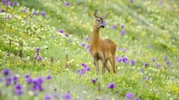 Türkiye’nin projeleri nesli tehlike altındaki hayvanları “hayata bağlıyor”