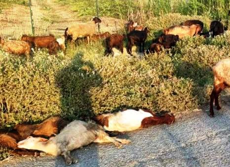 Hayvanlar sudan mı zehirlendi?
