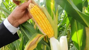 Toprak Mahsulleri Ofisi (TMO) Genel Müdürlüğünce, 2023 sezonu mısır alım