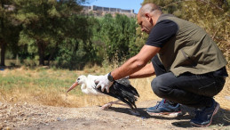 Sıcaklarından etkilenen leylekler tedavi edildi