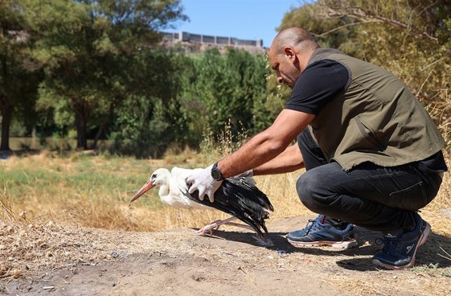 Sıcaklarından etkilenen leylekler tedavi edildi