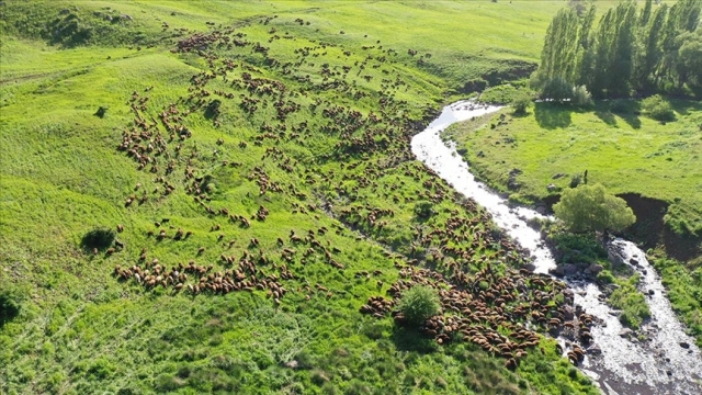 Yöresel hayvancılığa verilecek hibe desteği memnun etti