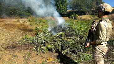 864 kilo 800 gram esrar ve 2 milyon 33 bin 815 kök kenevir ele geçirildi