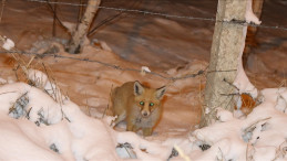 Yaban hayvanlarının beslenmesi hem insanlar hem hayvanlar için risk oluşturuyor