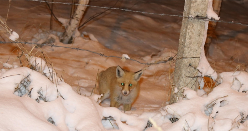 Yaban hayvanlarının beslenmesi hem insanlar hem hayvanlar için risk oluşturuyor