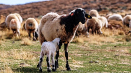 Besiciler dönüş yolculuğunu erteleyince kuzular yaylada doğdu