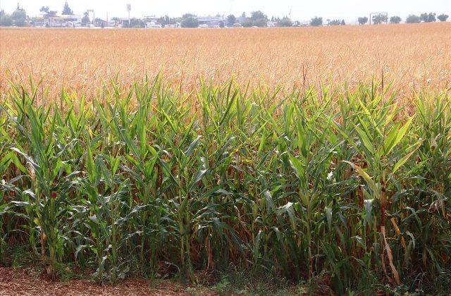 GAP ile suya kavuşan topraklar bereketlendi