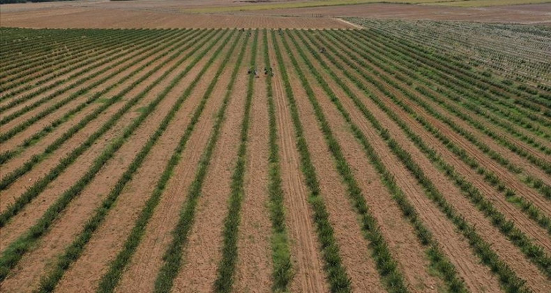 Tarımda genel sayıma gelecek yıl başlanacak