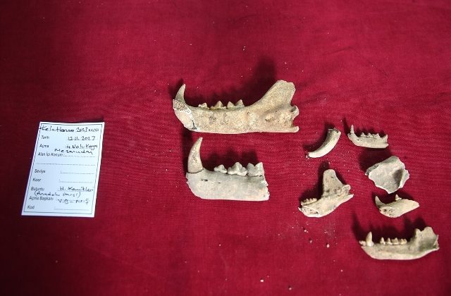 Mardin’deki kazılarda 1500 yıllık Anadolu leoparı kemikleri bulundu