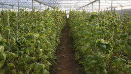 GAP ile canlanan Suruç Ovası’nda seralar çiftçilerin gelirini artırdı