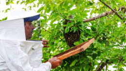 Uzmanından “Oğul veren ‘firari arılar’dan korkmayın” uyarısı