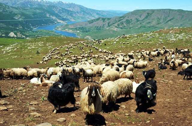 Göçerlerin yaylalara yolculuğu sürüyor