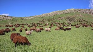 Türkiye Koyun Keçi Yetiştiricileri Merkez Birliği Genel Başkanı Nihat Çelik,