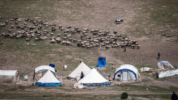 Erzurum yaylaları 500’ün üzerinde göçer aile ile 70 bin küçükbaşı ağırlıyor
