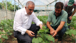 543 serada yıllık ortalama 20 bin ton sebze üretiliyor