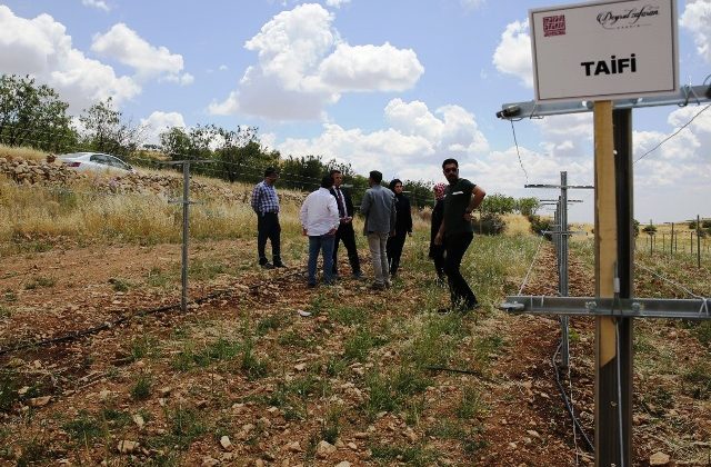 18 üzüm çeşidi korunarak gelecek nesillere aktarılacak