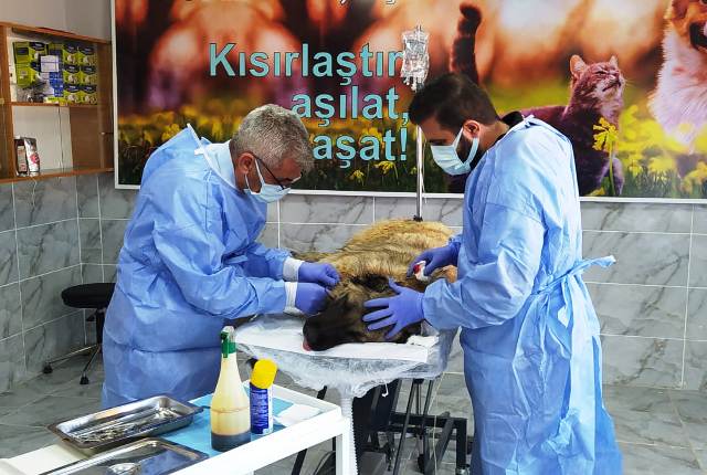 Mardin’in Kızıltepe ilçe Belediyesi Sağlık İşleri Müdürlüğü bünyesinde 2024 yılında